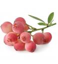 Ameriška borovnica Pink Berry