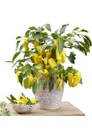 Paprika Peppers from Heaven™ F1 - Sweet Yellow