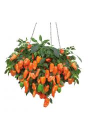 Paprika Peppers from Heaven™ F1 - Orange