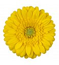 Gerbera Sunshapers rumena