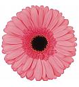 Gerbera Sunshapers pink