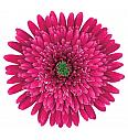 Gerbera Sunshapers lila