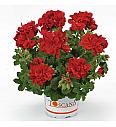 Viseča pelargonija Sunflair Paula red