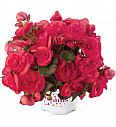 Begonija Solenia Dark Pink