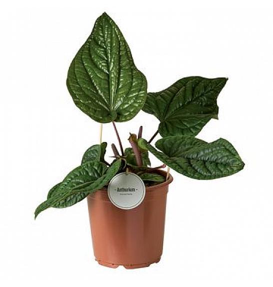 Anthurium Luxurians x Radicans Ø 21