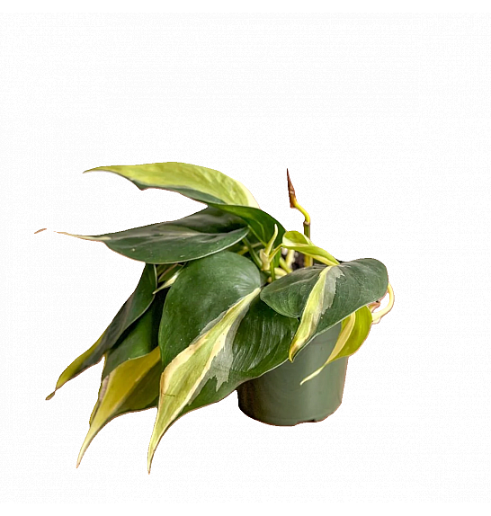 Philodendron cordatum Silver Stripe; Ø12 cm