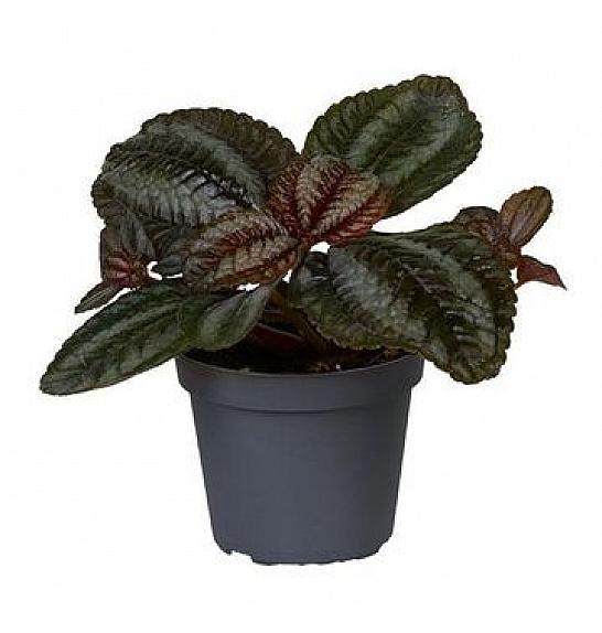 Pilea Norfolk: Ø6 cm