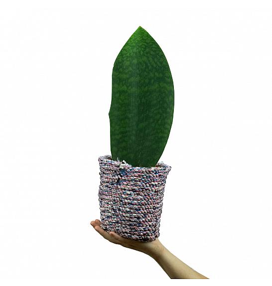 Sanseveria grandis Big leaf; Ø14 cm