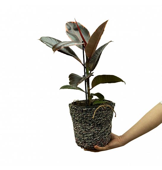 Ficus elastica; Ø17 cm