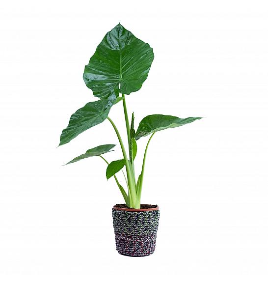 Alocasia macrorrhiza; Ø19 cm
