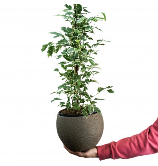 Ficus Benjamin Twilight; Ø17 cm