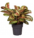 Aglaonema