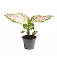 Aglaonema Red Valentine
