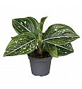 Aglaonema Toms Pride
