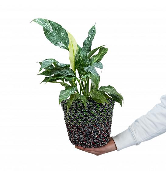 Spathiphyllum variegata; Ø17 cm