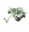 Scindapsus Silver Hero