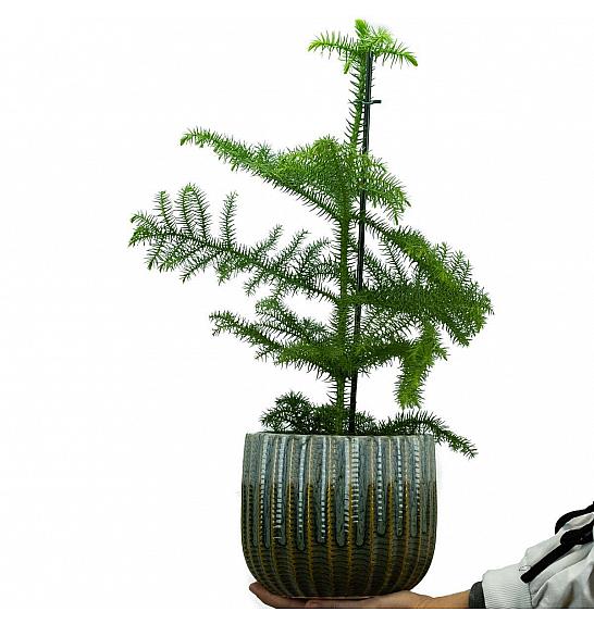 Araucaria heterophylla; Ø17 cm