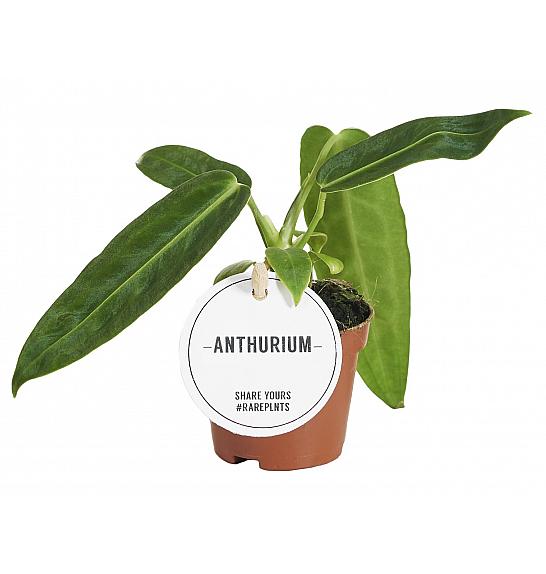 Anthurium Warocqueanum Ø 6