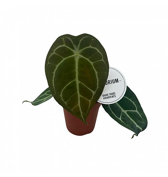 Anthurium Forgetii x Nigrolaminum; o12 cm