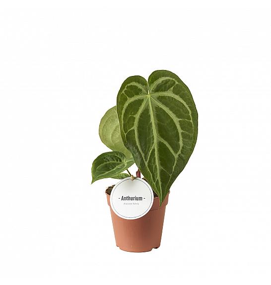 Anthurium Magnificum; o12 cm