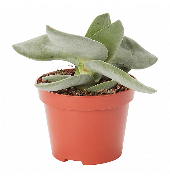 Crassula Boomerang; Ø6 cm