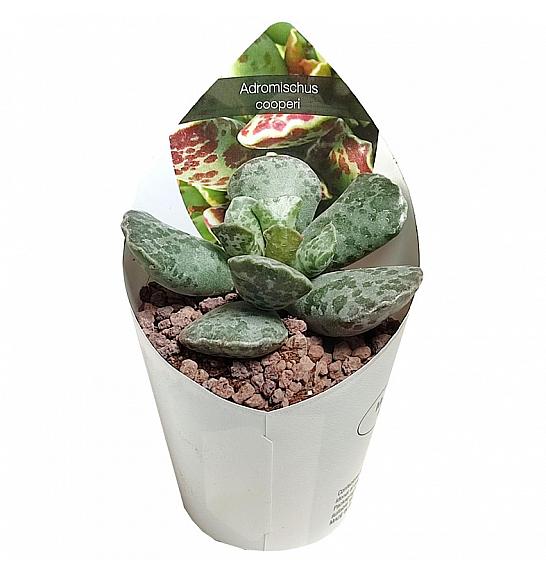 Adromischus Cooperi Ø5,5 cm