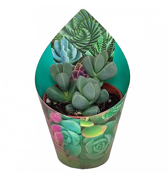 Delosperma Lehmannii Ø5,5 cm