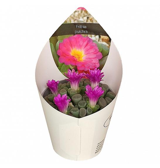 Frithia Pulchra Ø6,5 cm