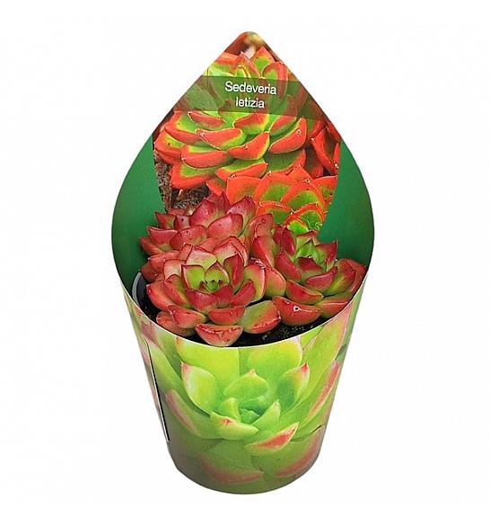 Sedeveria Letizia Ø6,5 cm