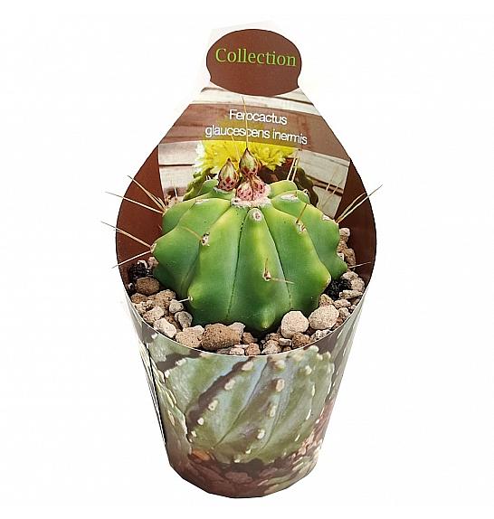Ferocactus Glaucescens Inermis Ø6,5 cm