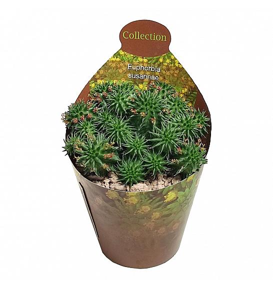 Euphorbia Susannae Ø6,5 cm