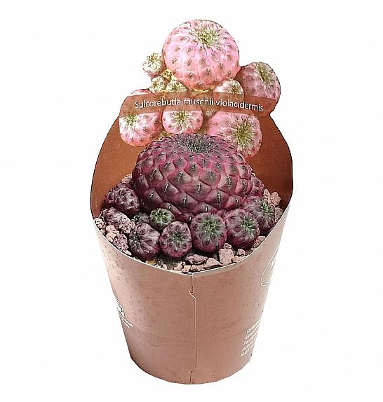 Sulcorebutia Rauschii Violacidermis Ø6,5 cm