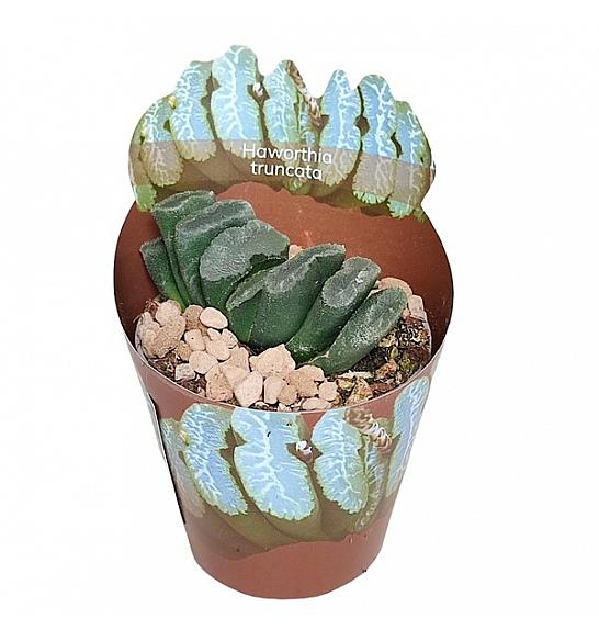Haworthia Truncata  Ø6,5 cm
