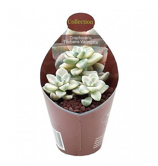 Graptoveria Titubans Variegata Ø6,5 cm