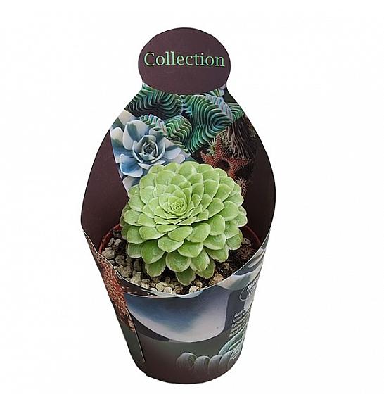 Aeonium Emerald Ice Variegato Ø10,5 cm