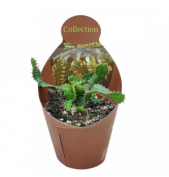 Euphorbia Stellata Ø10,5 cm