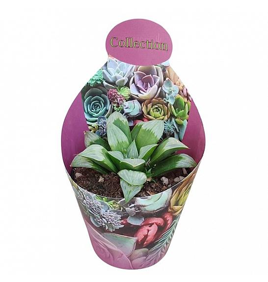 Haworthia Mutica 'Byakuya' Ø10,5 cm