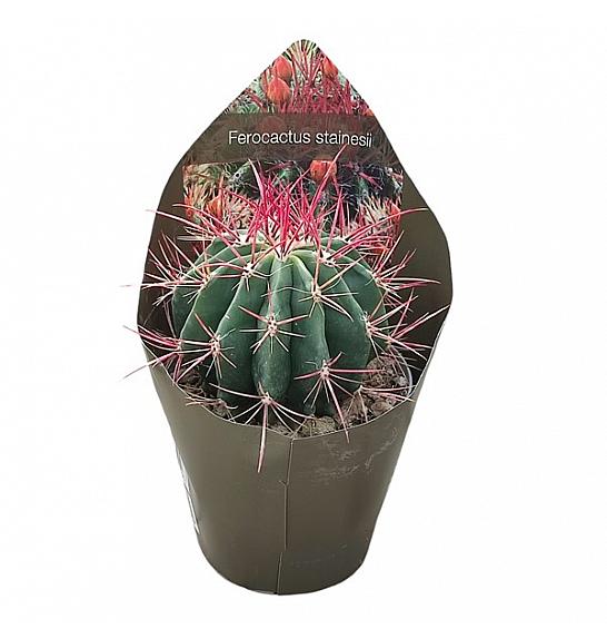 Ferocactus Stainesii Ø14 cm