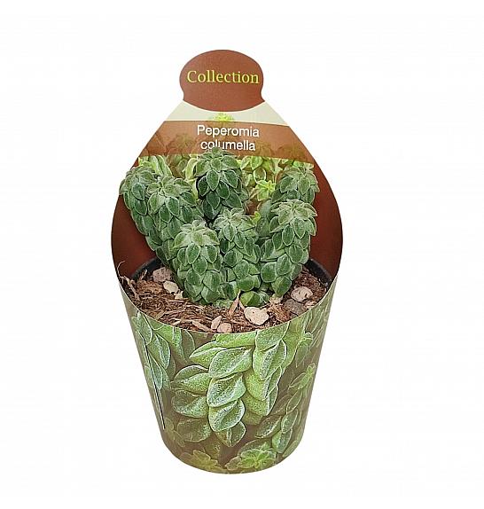 Peperomia Columella; Ø6 cm