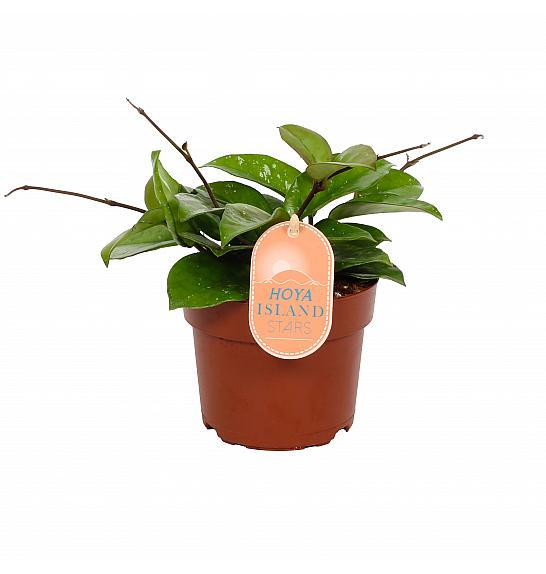 Hoya carnosa Freckles Splash; Ø12 cm