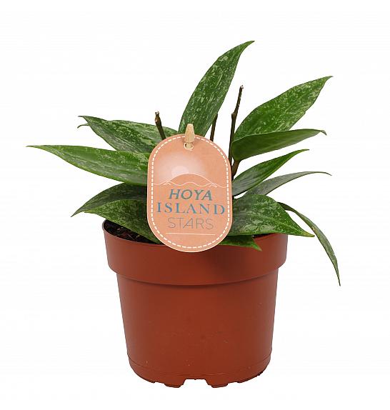 Hoya latifolia Rangsan Star of Borneo; Ø12 cm