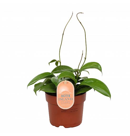 Hoya quinquenervia Star of Madura; Ø12 cm