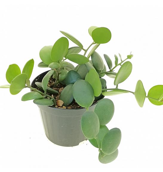 Xerosicyos danguyi; Ø6 cm