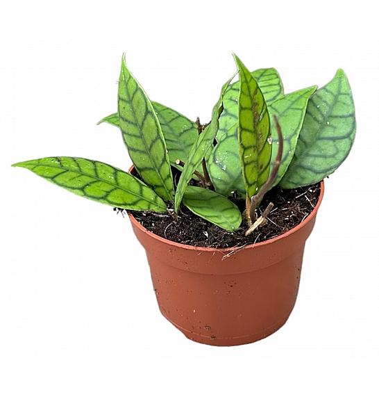 Hoya Callistophylla; o12 cm