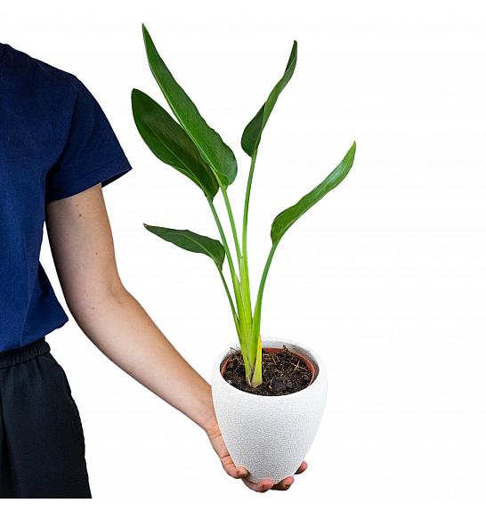 Strelizia regens; Ø13 cm; 35 cm