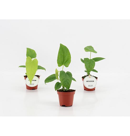 Anthurium Balaoanum; Ø6 cm