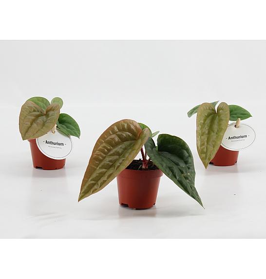 Anthurium Luxurians x Radicans Ø 6 cm
