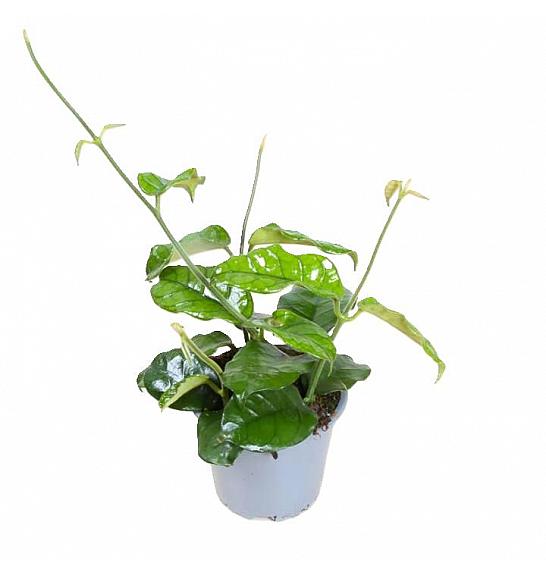 Hoya globulosa Villosa; Ø9 cm