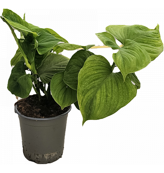 Philodendron cordatum Fibraecataphyllom; Ø12 cm