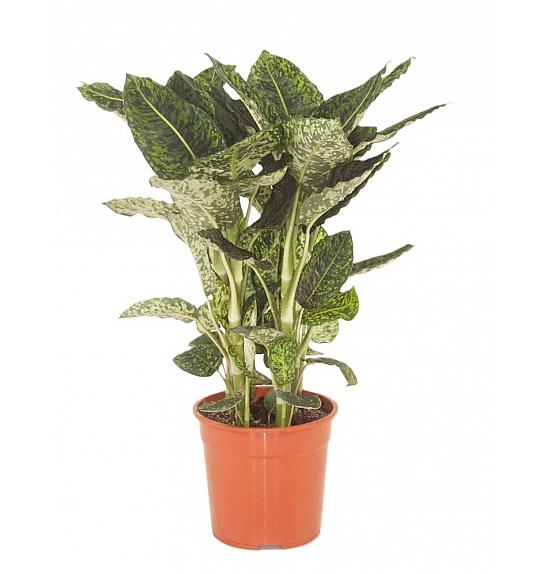 Dieffenbachia Spotty; Ø17 cm